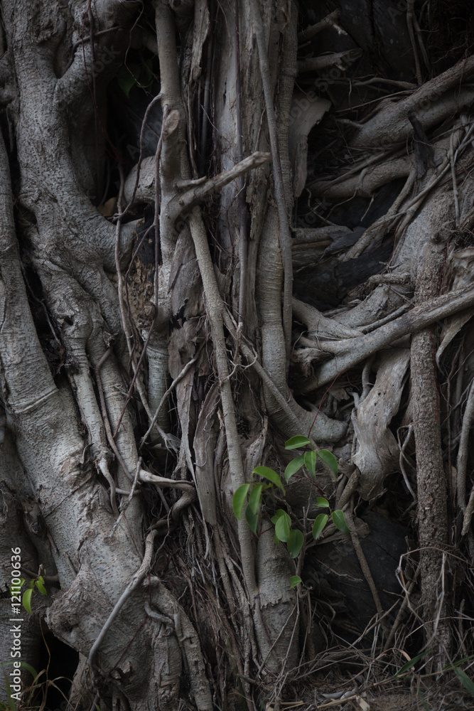 Ancient tree roots Ancient tree roots