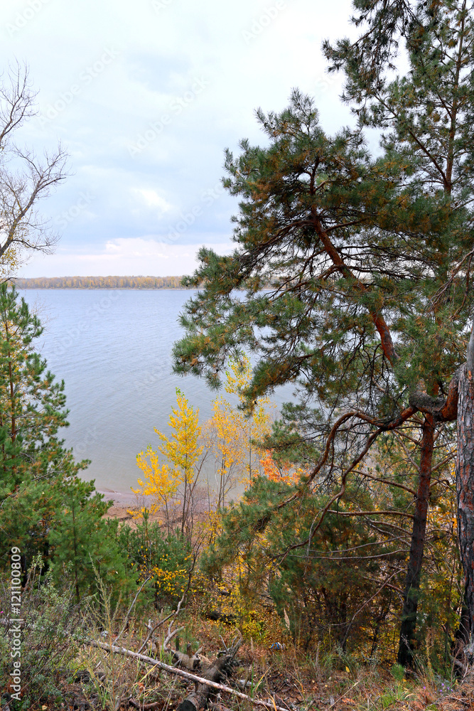 Obraz premium autumn in the mixed forest