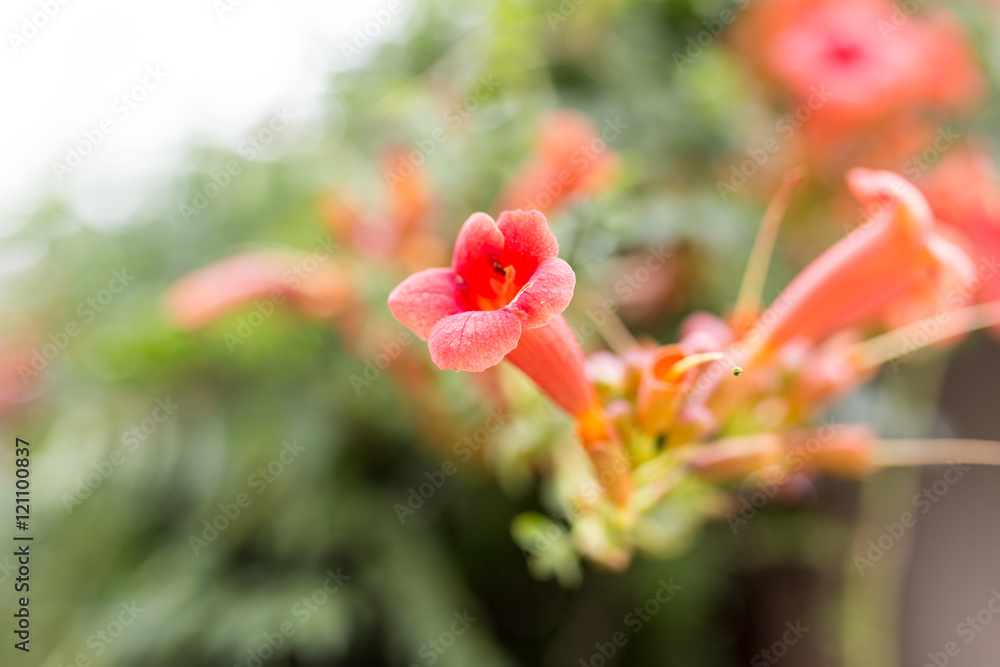 beautiful red flower in nature