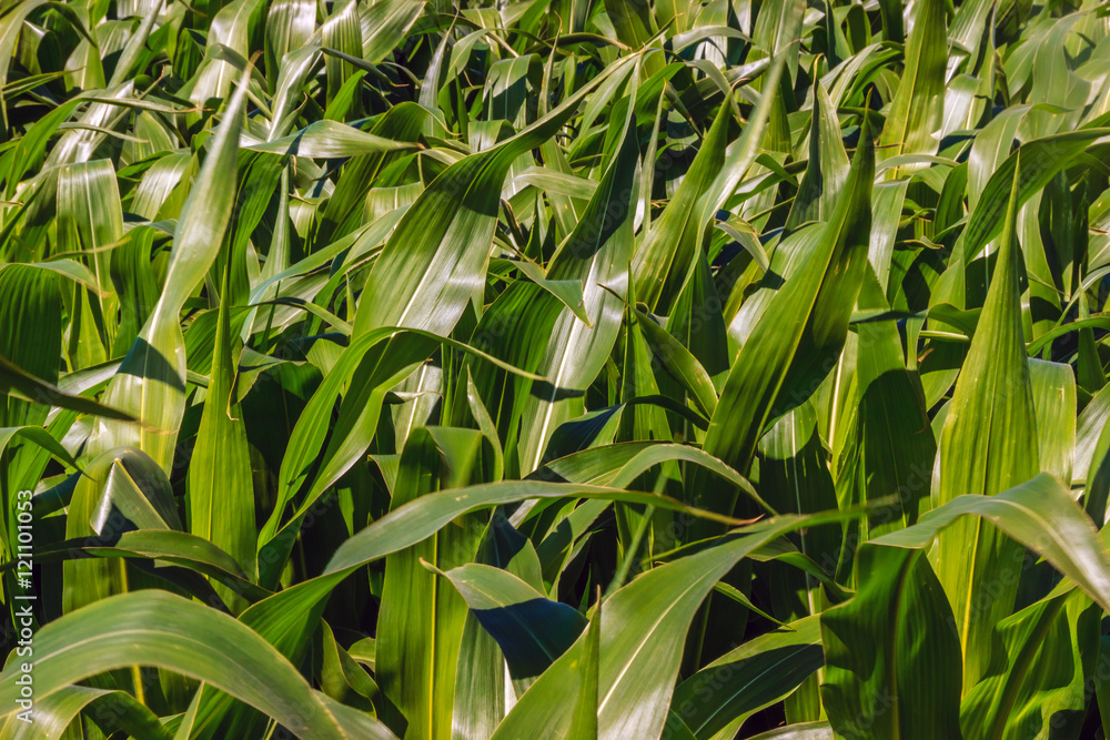 Obraz premium Green corn field in summer day.