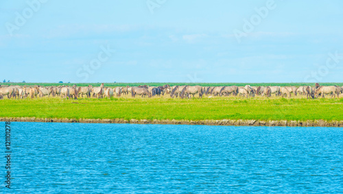 Horses along the shore of a lake in summer