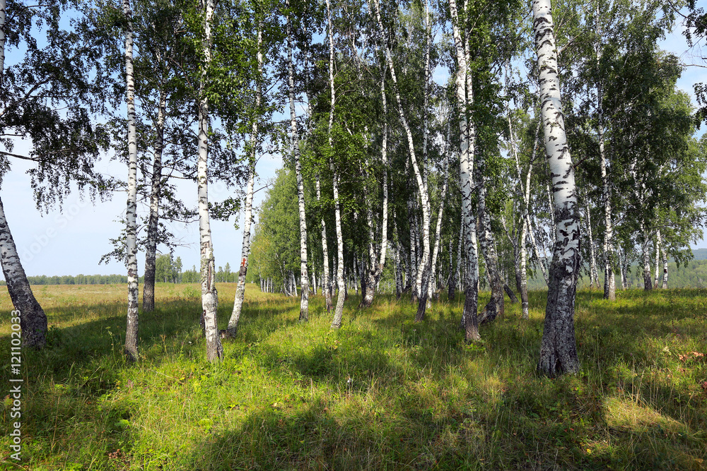 Fototapeta premium birch grove in the Urals