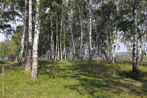 Fototapeta Naklejka Na Ścianę i Meble -  birch grove in the Urals