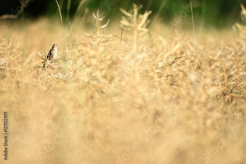 Bird in a field © romrom74