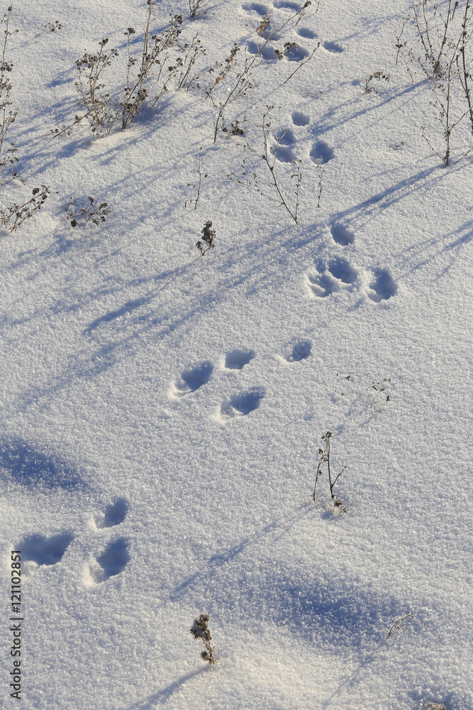 hare tracks in the snow hare tracks in the snow