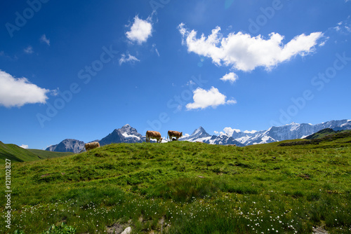 Landscape Scene from First to Grindelwald, Bernese Oberland, Swi