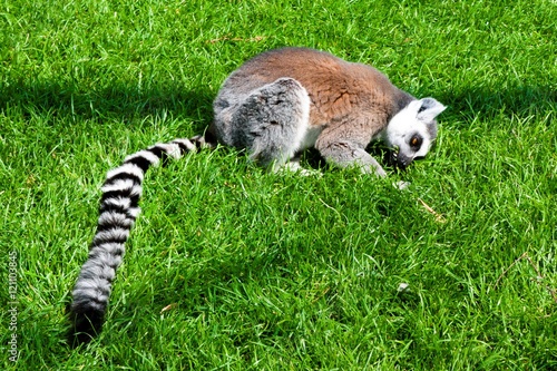 Lemur in Planckendael zoo. photo