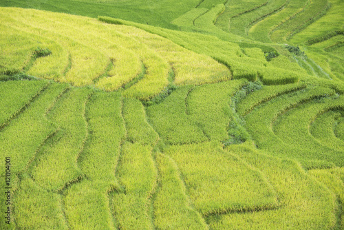 Terraced rice field in rice season in Sapa, Vietnam