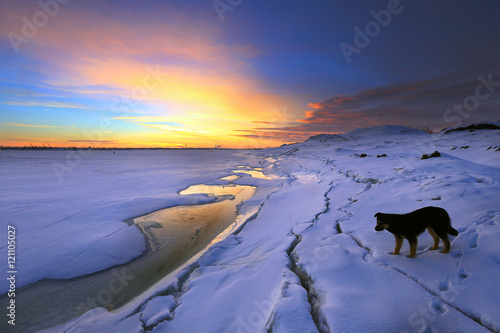 lonely dog on the river photo