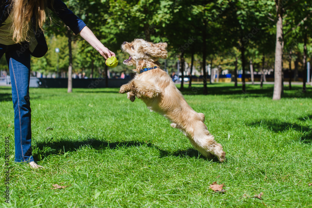 Girl playing with a dog on green lawn in a park. Young purebred American cocker spaniel jumping. Woman training her dog. Girl playing with a dog on green lawn in a park. Young purebred American cocker spaniel jumping. Woman training her dog.
