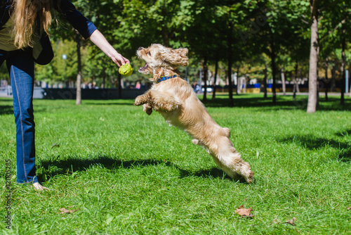 Girl playing with a dog on green lawn in a park. Young purebred American cocker spaniel jumping. Woman training her dog. © o_lypa
