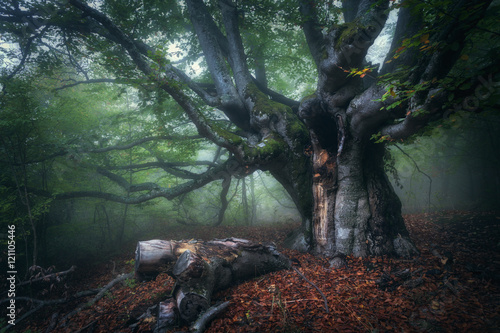 Forest in fog. Mystical aut...
