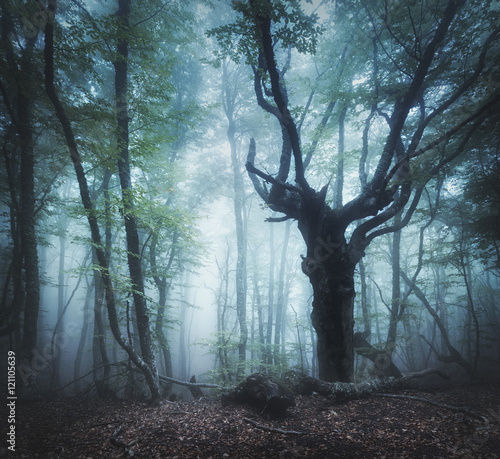 Dark forest in fog. Enchanted old Tree. Scary autumn forest in fog in the morning. Beautiful landscape with trees, colorful leaves and fog. Nature background. Foggy forest with magic atmosphere 