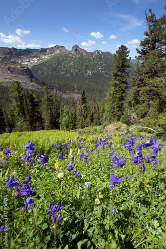 delphinium flower in the mountains