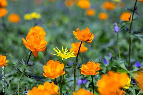 orange globe-flower © salman2