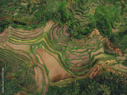 Rice paddy terraced fields © Jacob Lund