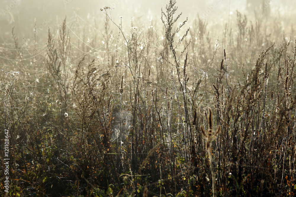 cobwebs on the grass in the fog cobwebs on the grass in the fog