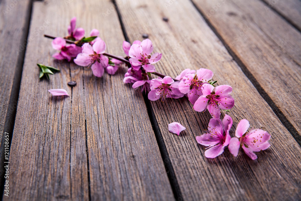 Fototapeta premium Peach blossom on old wooden background. Fruit flowers.