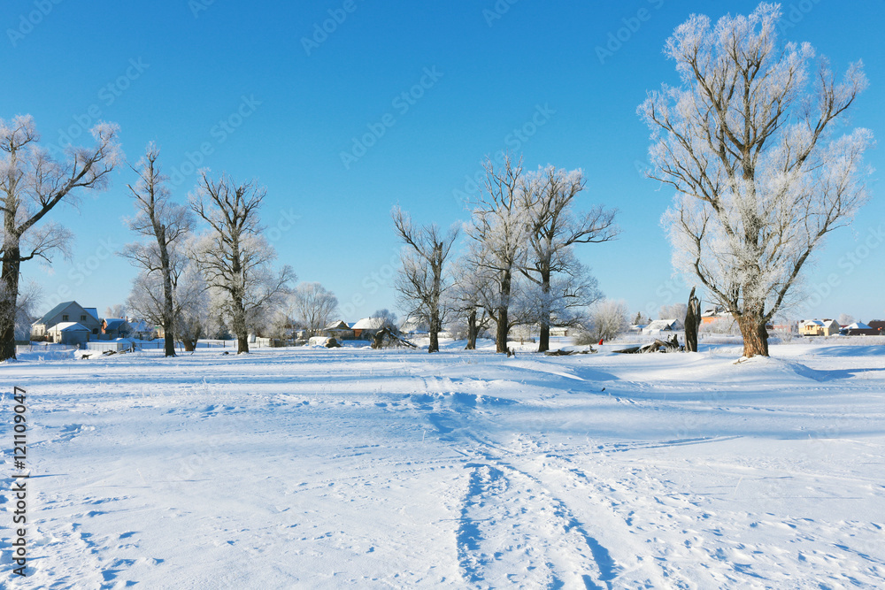 oaks in hoarfrost oaks in hoarfrost