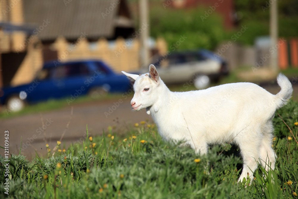 Obraz premium goatling on a meadow