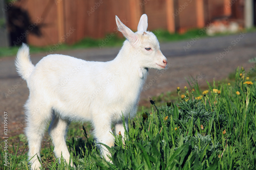 Obraz premium goatling on a meadow