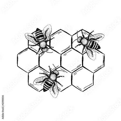 Bee vintage vector set