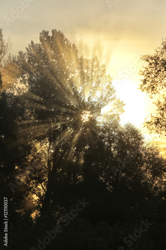rising sun rays through the trees