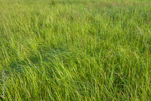 Bright green grass texture