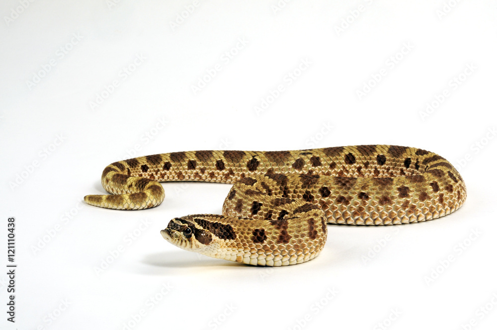 Fototapeta premium Westliche Hakennasennatter (Heterodon nasicus)