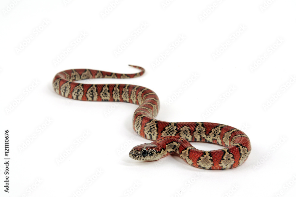 Obraz premium Mexikanische Königsnatter, San-Luis-Potosi-Königsnatter (Lampropeltis mexicana)