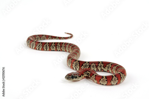 Mexikanische Königsnatter, San-Luis-Potosi-Königsnatter (Lampropeltis mexicana) photo