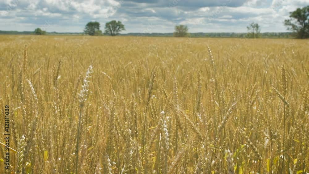Golden wheat field and cloudy day Golden wheat field and cloudy day