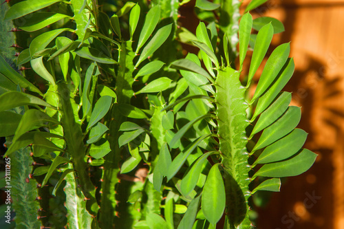 green leaves of Euphorbia trigona