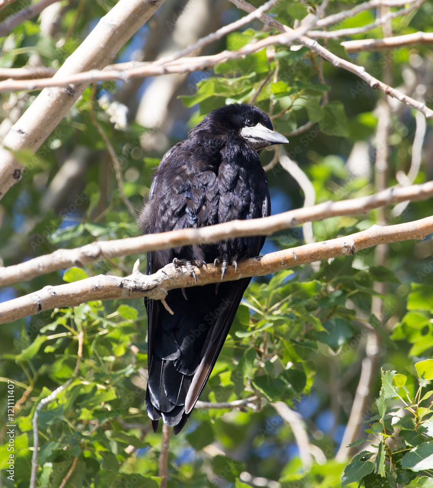 Fototapeta premium Black crows on a tree in nature