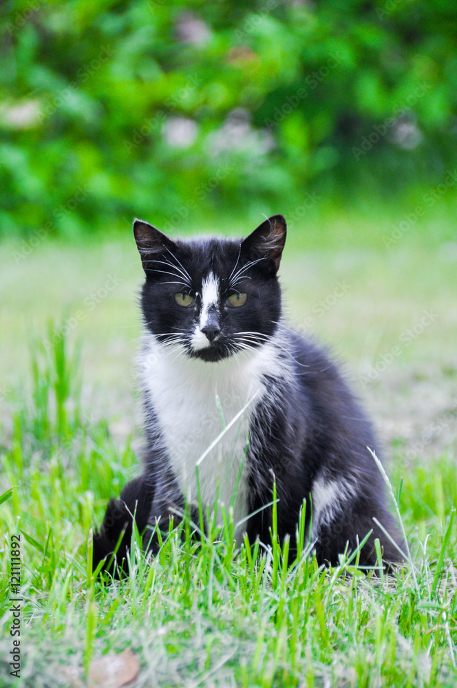 cat on a background of green grass