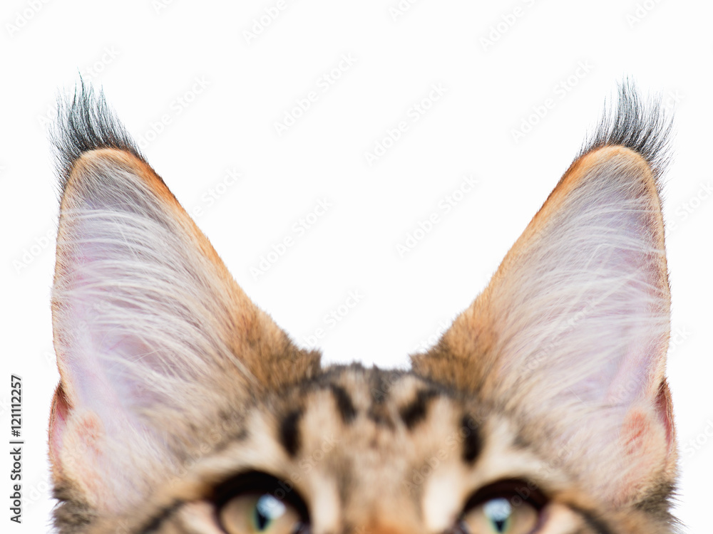 Naklejka premium Cat ears isolated on white background. Listened kitty - close up of ears Maine Coon kitten - 4,5 months old.
