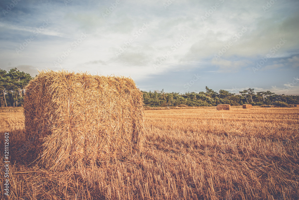 Rural landscape with straw bales