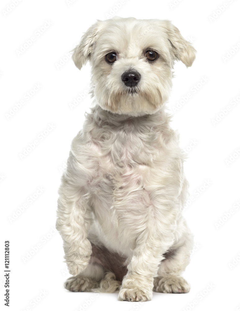 Bichon maltese dog pawing up isolated on white