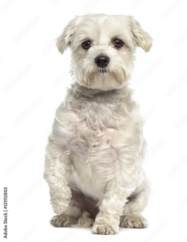 Bichon maltese dog pawing up isolated on white Bichon maltese dog pawing up isolated on white