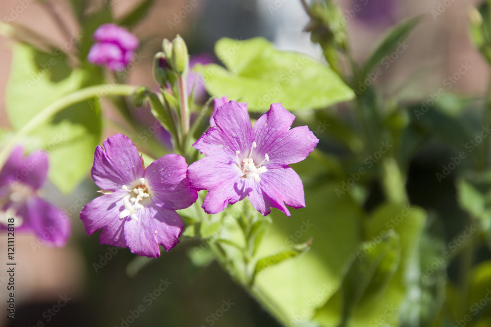 Delicate pink blooms of a Wild Geranium in flower, Sheffield, UK