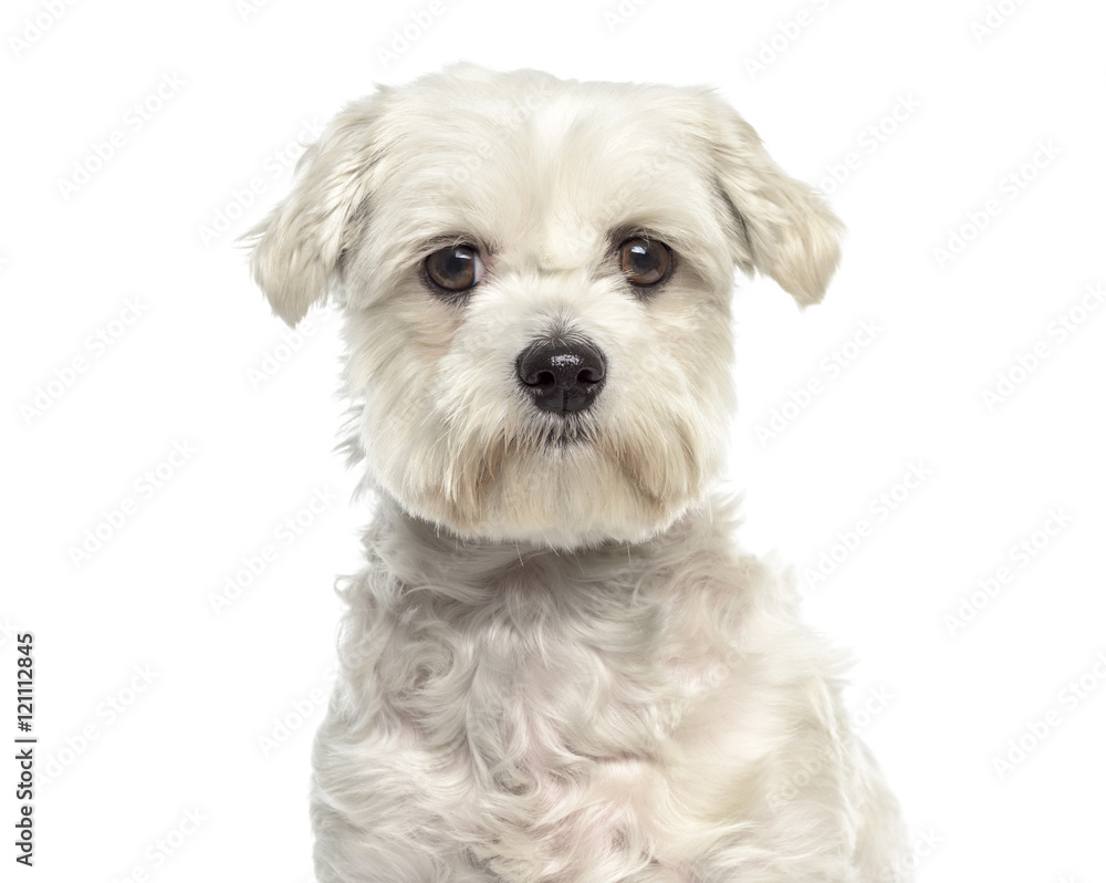 Close-up of Bichon maltese dog facing isolated on white Close-up of Bichon maltese dog facing isolated on white