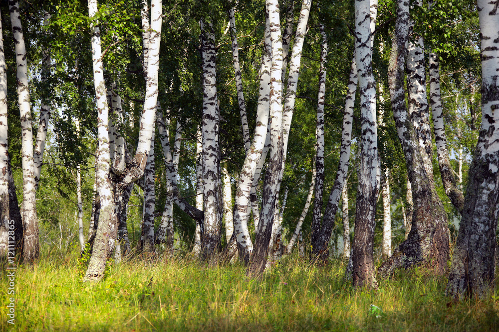 birch grove in the Urals birch grove in the Urals