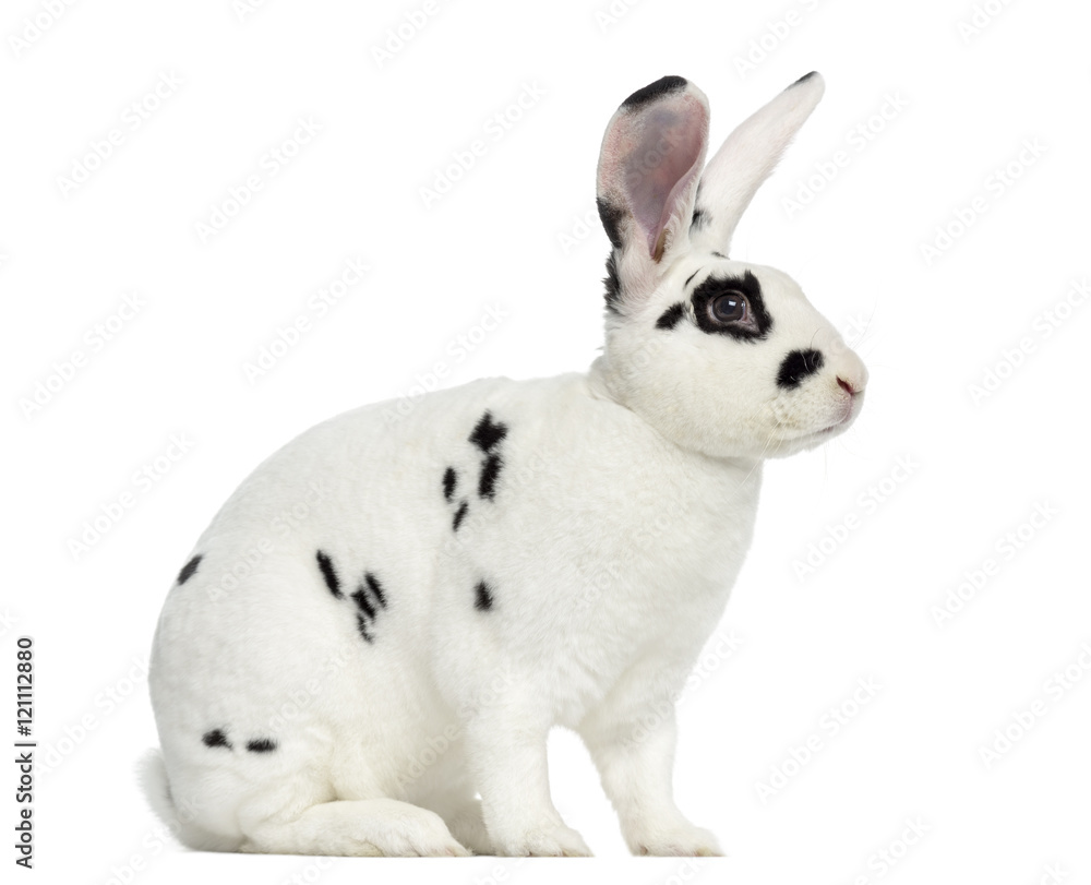 Fototapeta premium Rex Dalmatian Rabbit isolated on white