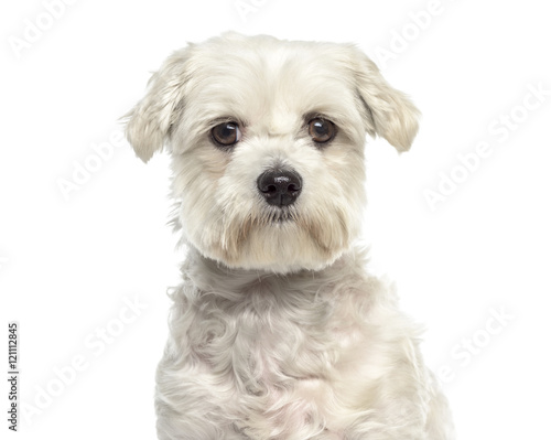 Fototapeta Naklejka Na Ścianę i Meble -  Close-up of Bichon maltese dog facing isolated on white