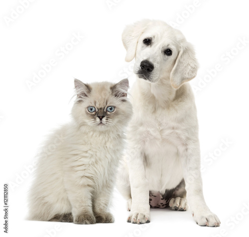 Cat and dog sitting isolated on white