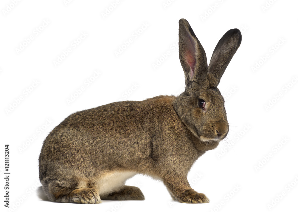Obraz premium Side view of a Flemish Giant rabbit isolated on white