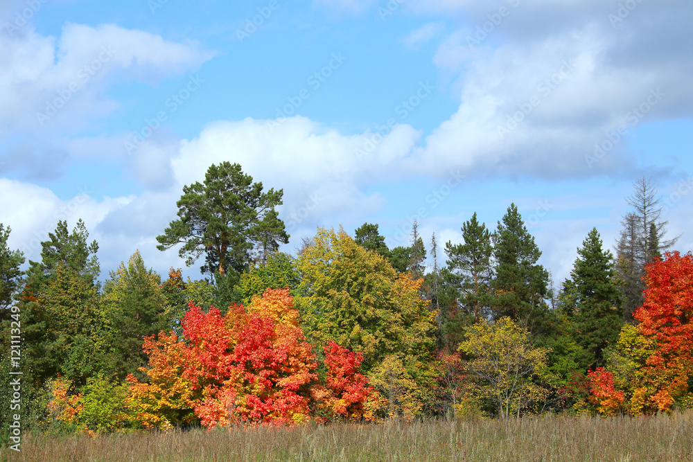Obraz premium golden autumn