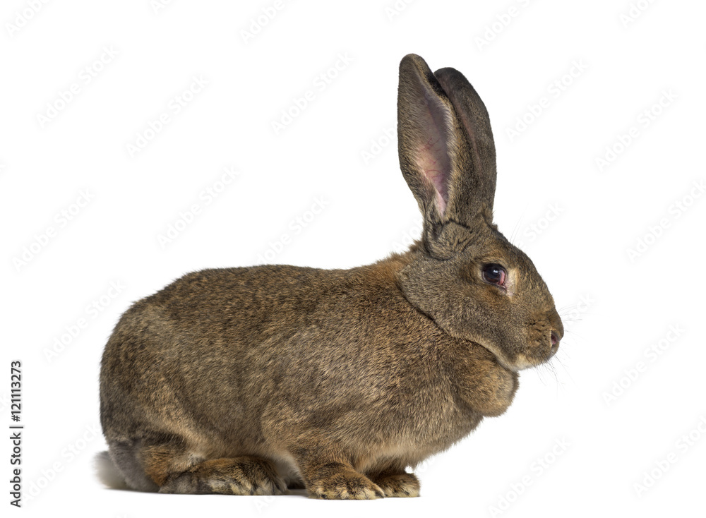 Obraz premium Side view of a Flemish Giant rabbit isolated on white