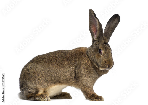Side view of a Flemish Giant rabbit isolated on white