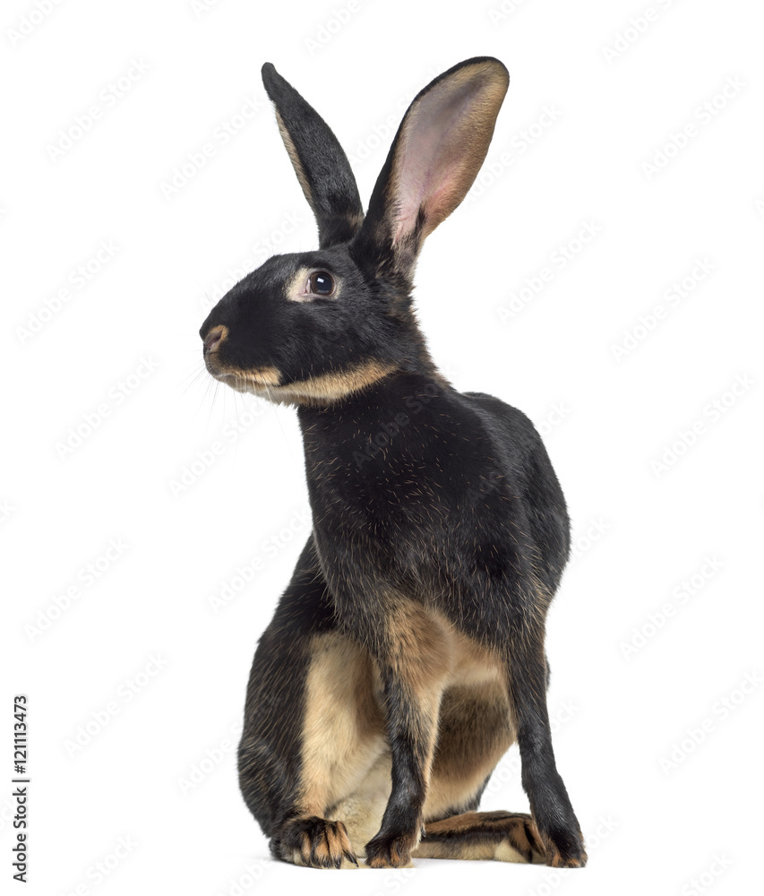 Obraz premium Belgian Hare isolated on white